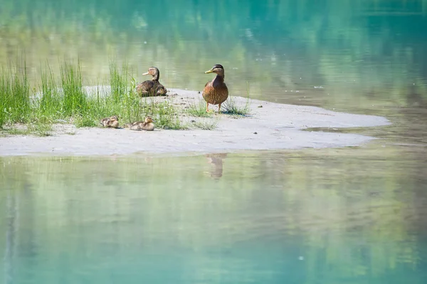 Famiglia anatra con i bambini in riva al fiume con erba e acqua blu — Foto Stock