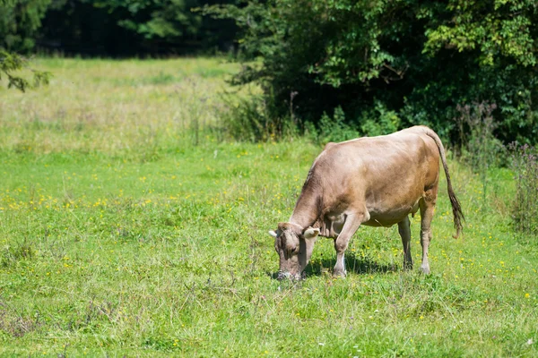 Bydła krowy pasące się na wsi świeży zielony łąka — Zdjęcie stockowe