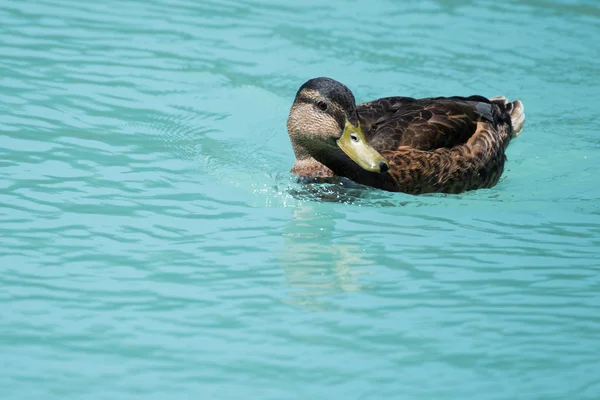 Ente schwimmt auf Wellen blauen Cyan-Flusswassers — Stockfoto
