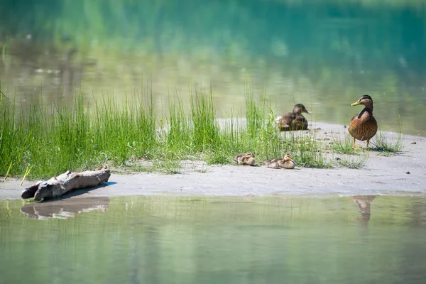 Entenfamilie mit Babys am Fluss mit Graswasser und Holz — Stockfoto