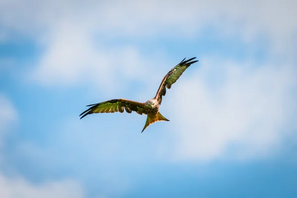 Hermoso pájaro cometa rojo majestuoso con alas abiertas caza de presas — Foto de Stock