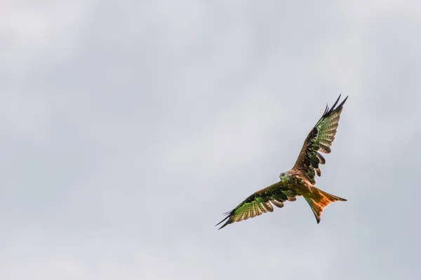 Grote rode wouw vogel met enorme vleugels hoog opvliegende in de hemel — Stockfoto