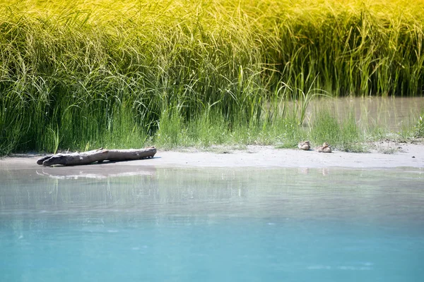 Naturlandschaft mit Baby-Enten auf Sandbank mit Flussgras — Stockfoto