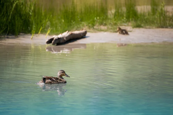 Mutter schwimmt auf Fluss zu Baby auf Sandbank mit Gras und Holz — Stockfoto