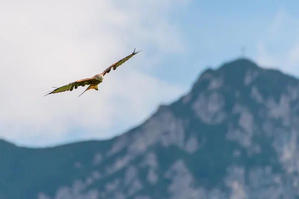 Enorme majestueuze Rode Wouw vogel met het vliegen hoog over bergen met geopende vleugels — Stockfoto