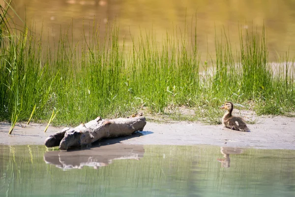 Baby-Ente sitzt auf Sandbank des Flusses mit Gras und Holzstück — Stockfoto