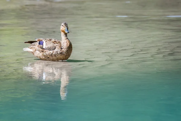 Majestätische weibliche Ente mit Spiegelung auf klarem Flusswasser — Stockfoto