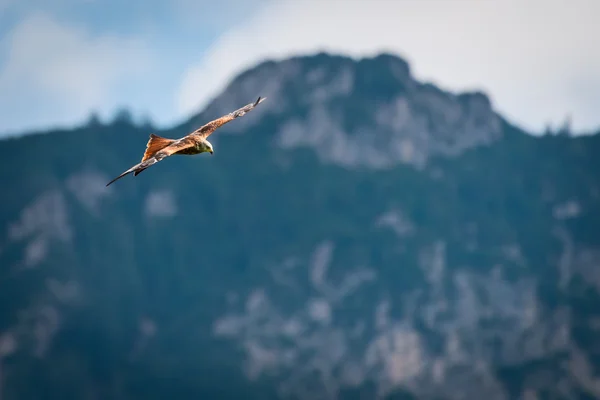 Majestuoso pájaro cometa rojo volando en las montañas de austria — Foto de Stock