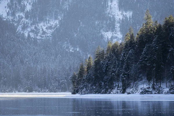 冬は冷たい湖の観葉植物に太陽の光で木を伸ばし — ストック写真