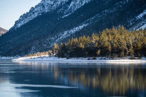 Paio Alberi Illuminati Dal Sole Sera Lago Plansee Inverno — Foto Stock