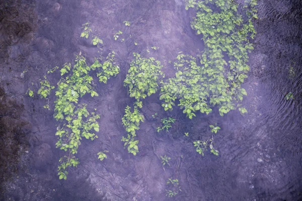 Grün Blättrige Pflanzen Unter Violett Schimmerndem Wasser Sumpfigem Gelände Von — Stockfoto