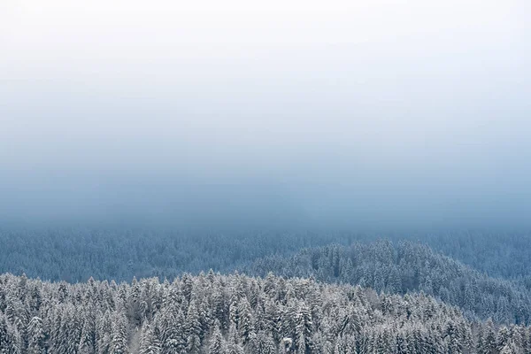Hintergrund Mit Sanftem Gefälle Von Weiß Nach Blau Verschneiten Winterwald — Stockfoto
