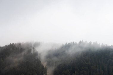 Sis, ormandaki ağaçların arasından bir dağın tepesine doğru ilerliyor.