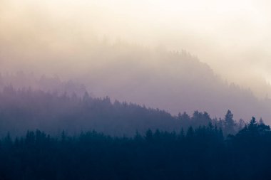 Doğa temaları için arka plan olarak dağ ormanlarının istila ettiği üç farklı sis seviyesi.