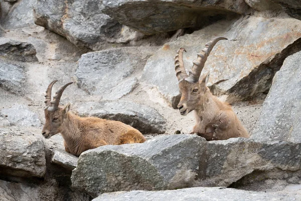 Due Ibex Sono Distesi Una Roccia Pietrosa Faccia Con Corna — Foto Stock