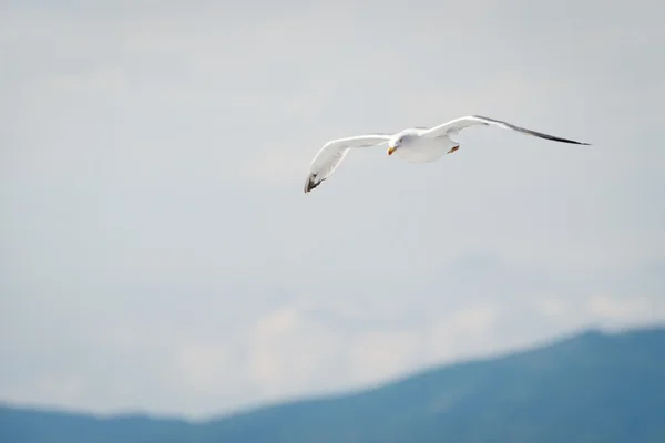 Witte zeemeeuw met verspreid vleugels vliegen met berg silhouet — Stockfoto