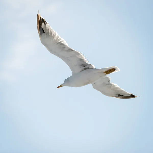 Onderaanzicht van witte vliegende zee-meeuw met geopend vleugels — Stockfoto