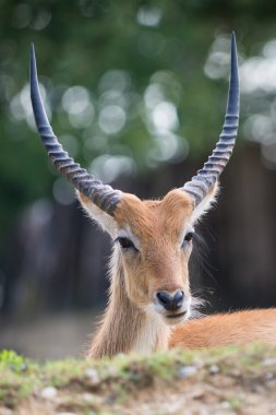 Cobo dell'Ellisse antilope portre büyük boynuzlu