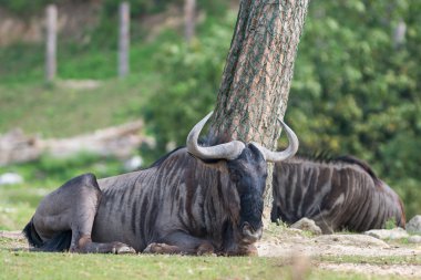 Brown gnu lying on the meadow with huge horns clipart