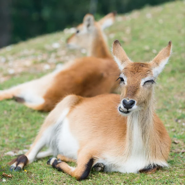 Młody defassa kob śniady jelenia leżące w trawie i wyglądający zabawny — Zdjęcie stockowe