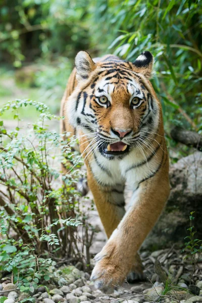 Huge african tiger wakling trough wild bushes — Stock Photo, Image