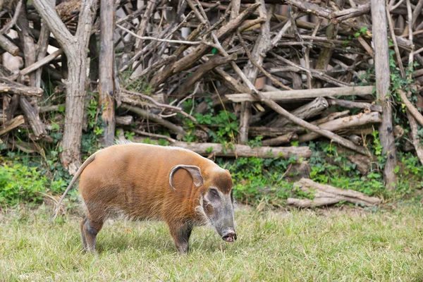 African bush pig eating grass — Stock Photo, Image