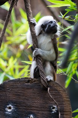 One Cotton-top Tamarin Monkey sits on wood holding at rope clipart