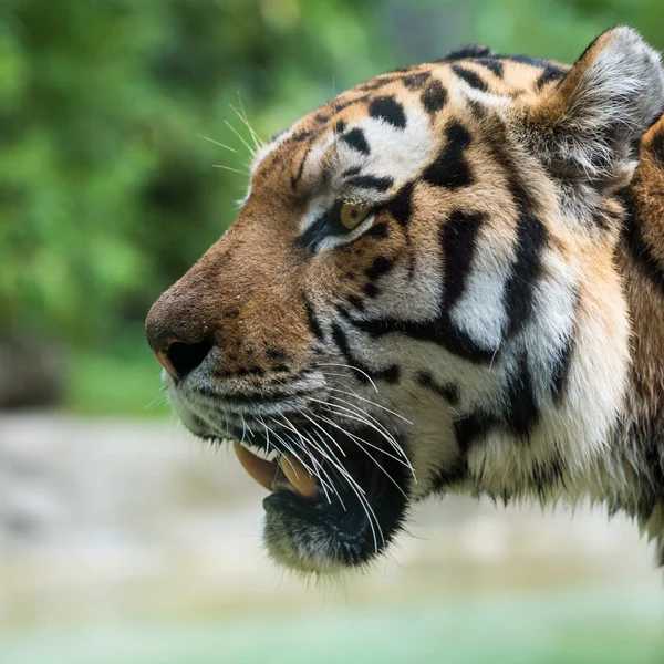 Vista da cabeça de tigre do lado com a boca aberta — Fotografia de Stock