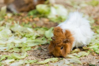 Long haired white and brown guinea pig eating salad from ground clipart