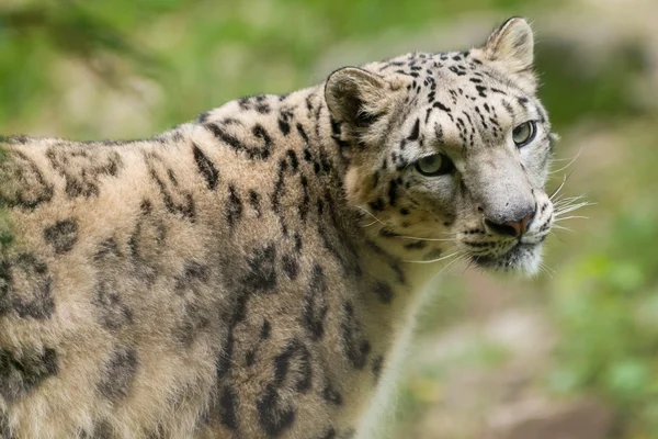 Portret zagrożonych azjatyckich snow leopard Panthera uncia kota — Zdjęcie stockowe