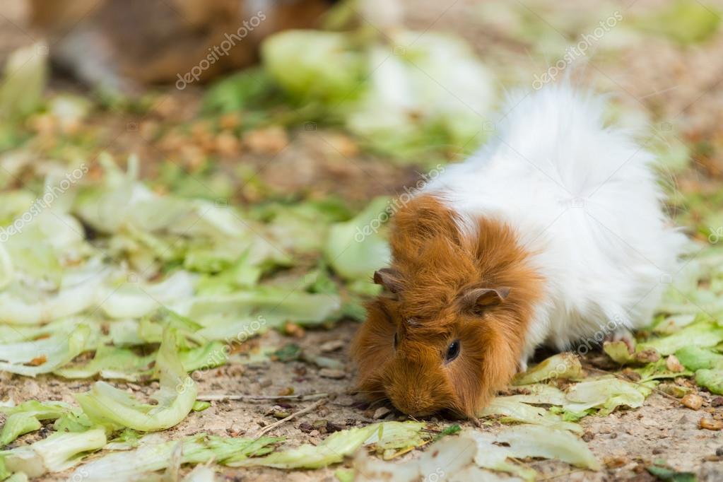 Brown Guinea Long Haired Abyssinian Guinea Pig Brindle Abyssinian