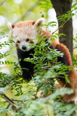 Ailurus fulgens Panda Rosso Red Panda ağaç bacaklarda arasında oturur.
