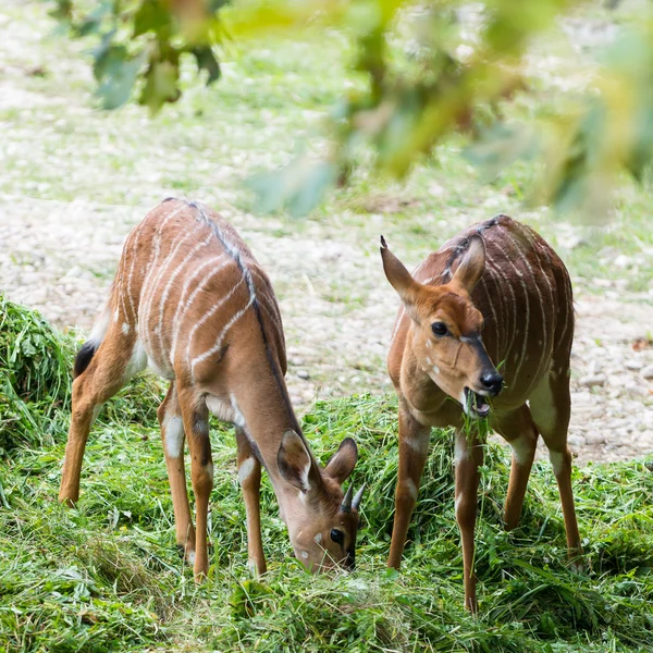 Two young cute Nyala angasii or Tragelaphus angasii native in africa — Stock Photo, Image