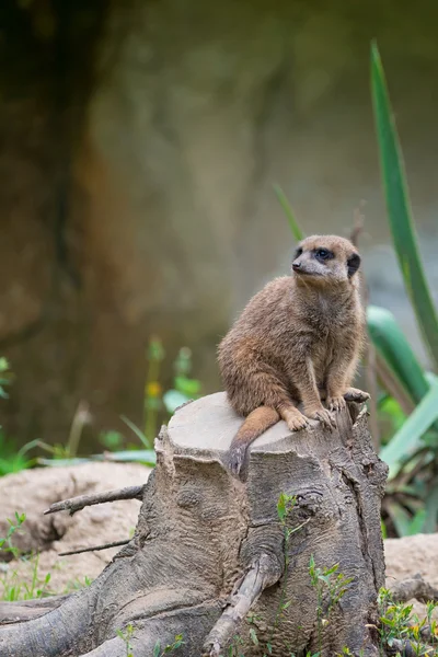 Suricate Meerkat sentado en el tocón del árbol y mirando curioso —  Fotos de Stock