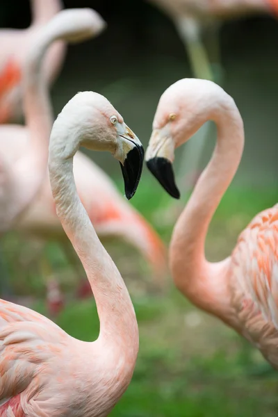 Zwei Köpfe und Hälse von größeren Flamingos, die eine schöne Herzfigur bilden — Stockfoto