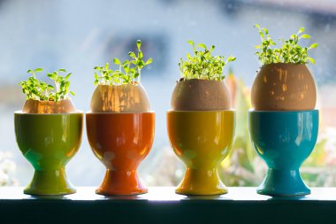 Colored ceramic eggcups with egg shells with cress growing out clipart