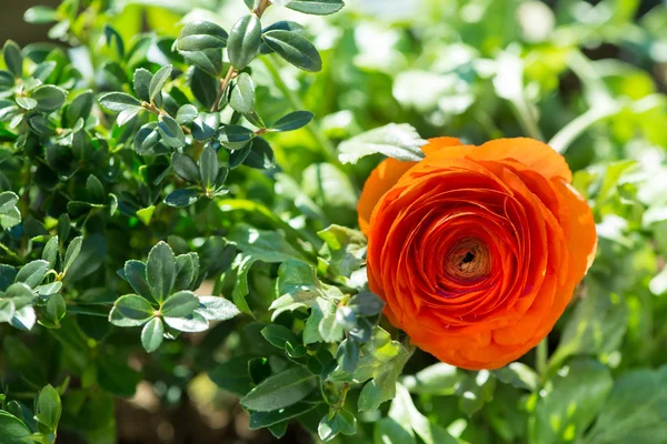 Flor de flor de buttercup entre folhas verdes no jardim — Fotografia de Stock