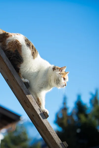 Gato hembra caminando por una escalera de madera en el cielo azul —  Fotos de Stock