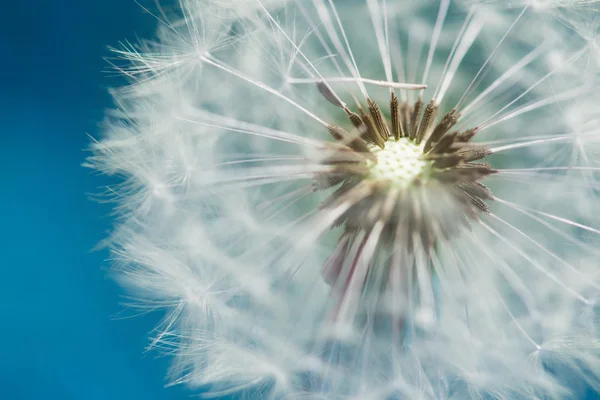 Blossom of dandelion blowball with blue sky bavkground — Stock Photo, Image
