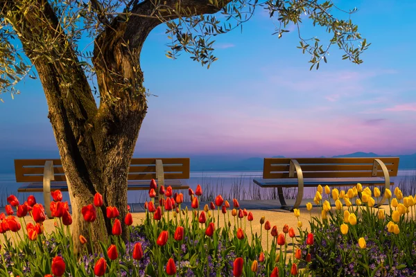 Tree with tulip flowers and two seat benches before lake at sunset — Stock Photo, Image