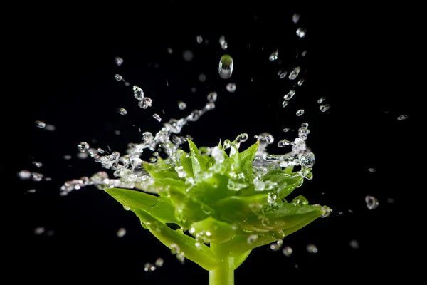 Splashing water drops on green plant at black background — Stock Photo, Image
