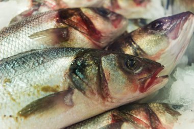 Birkaç pırıl pırıl ölü alabalık balık pazarı için buz üzerinde yalan