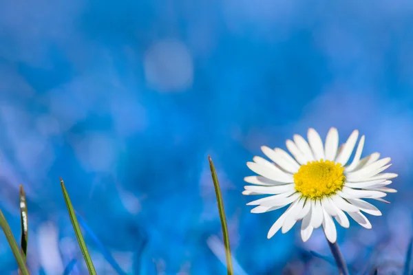 One gowan daisy flower on blue background — Stock Photo, Image