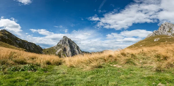 Zelené a suché trávy na horské louce na tyrolských Alp — Stock fotografie