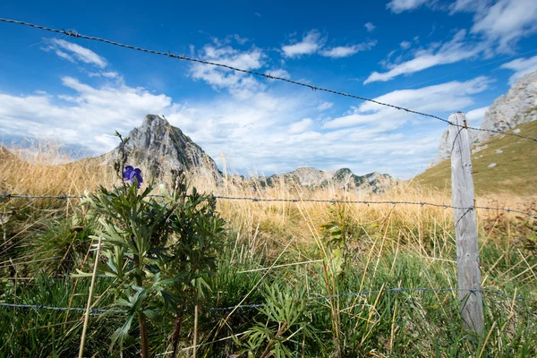 Ostnatým drátem na horské louce na podzim — Stock fotografie