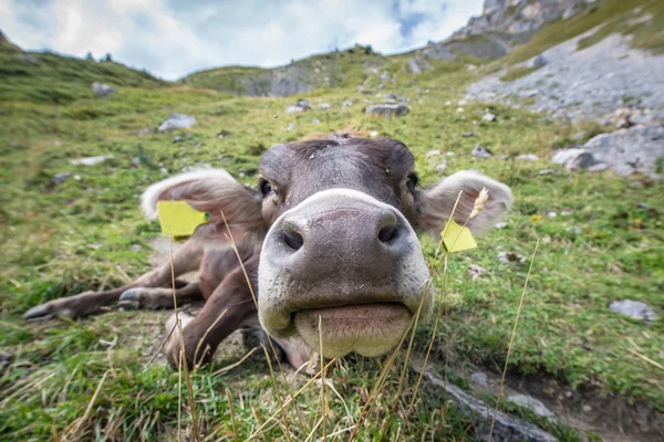 Nariz grande de vaca joven etiquetada en el prado de montaña — Foto de Stock
