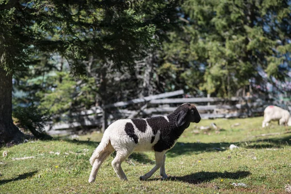 Young lamb with black and white fur on rural meadow — Stock Photo, Image