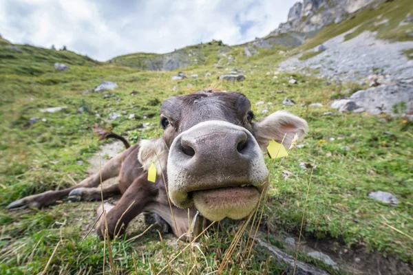 Gros nez de jeune vache étiquetée sur prairie de montagne — Photo