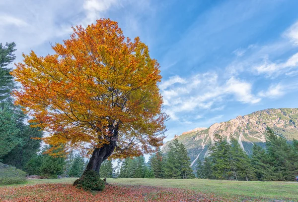 Albero giallo e arancio in autunno al prato di montagna — Foto Stock