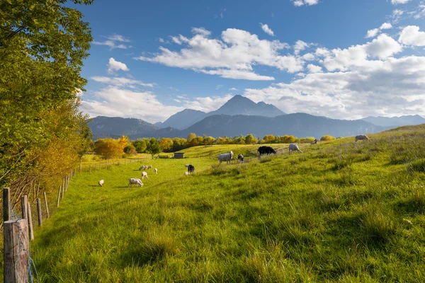 Fresh green meadow with sheeps and mountains at fall — Stock Photo, Image